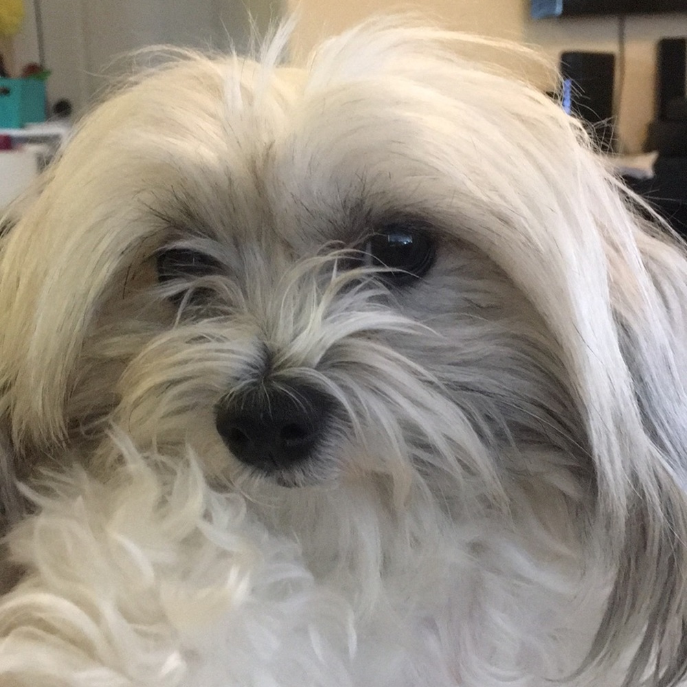 Meet your Posher, Bella